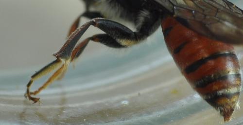 Nomada femoralis