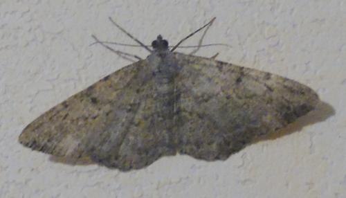 Réf. 254 017 : Peribatodes rhomboidaria