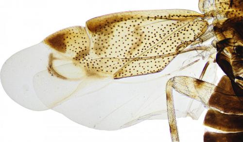 Deraeocoris lutescens