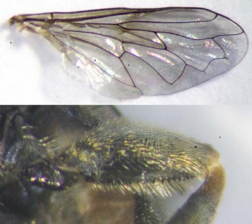 Eumerus strigatus