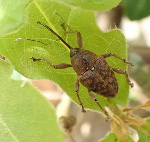 Réf. 254 287 : Curculio sp.
