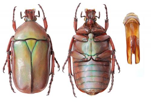 Rhomborhina mellyi diffusa