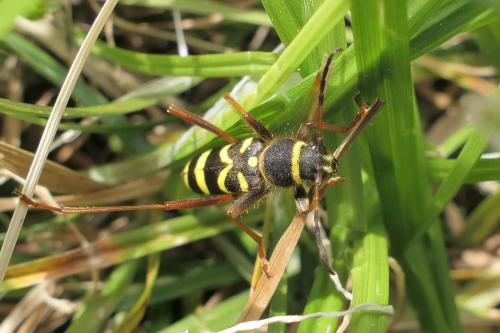 Clytus arietis