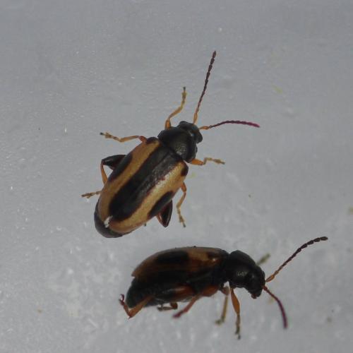 Phyllotreta rugifrons