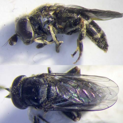 Eumerus strigatus