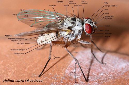 Réf. 254 773 : Helina clara