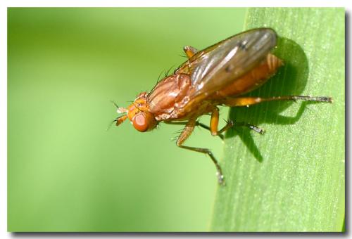 Réf. 254 581 : Tetanocera ferruginea