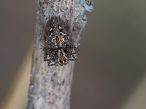Réf. 254 210 : Oxyopes sp.