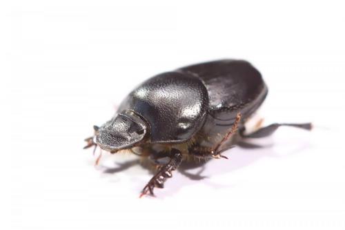 Réf. 254 827 : Onthophagus taurus