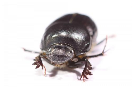 Réf. 254 828 : Onthophagus taurus