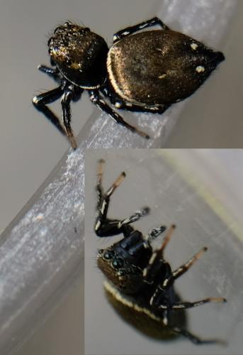 Heliophanus kochii