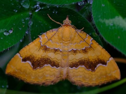 Réf. 254 195 : Camptogramma bilineata