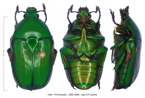 Heterorhina obesa meridionalis