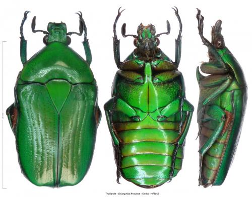 Heterorhina minettii