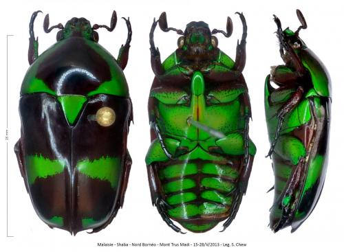 Heterorhina borneensis