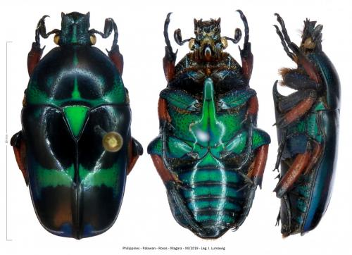 Heterorhina sp.