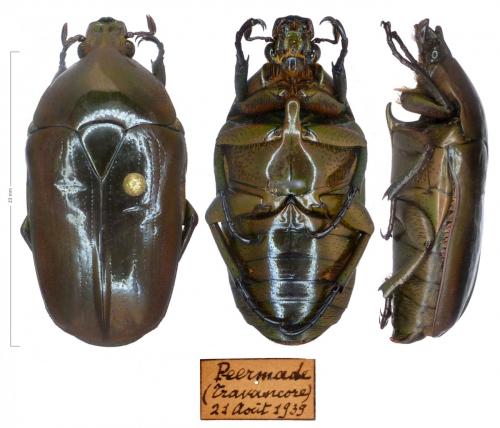 Heterorhina micans