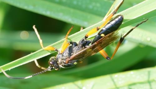 Réf. 254 572 : Diphyus quadripunctorius