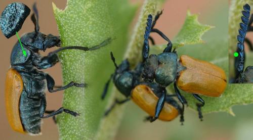 Réf. 254 535 : Labidostomis taxicornis