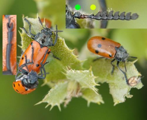 Réf. 254 543 : Lachnaia paradoxa