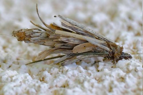 Réf. 254 992 : Canephora hirsuta