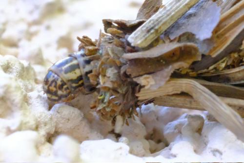 Réf. 254 993 : Canephora hirsuta