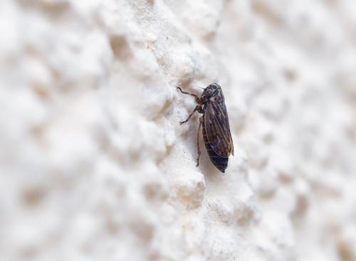 Réf. 254 898 : Anaceratagallia sp.