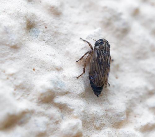 Réf. 254 899 : Anaceratagallia sp.