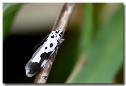 Réf. 254 168 : Ethmia quadrillella