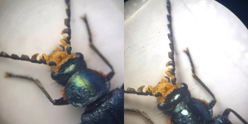 Malachius bipustulatus