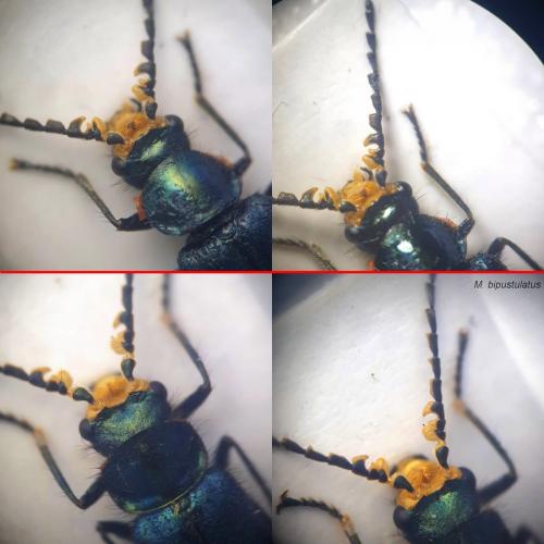 Malachius sp.