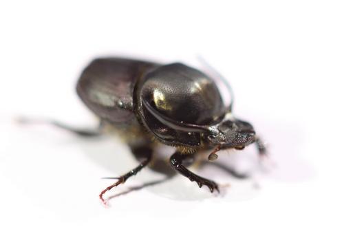 Onthophagus illyricus