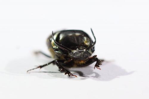 Onthophagus illyricus