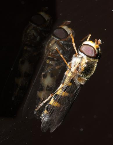 Réf. 254 349 : Meligramma triangulifera