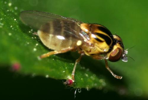 Chloropinae