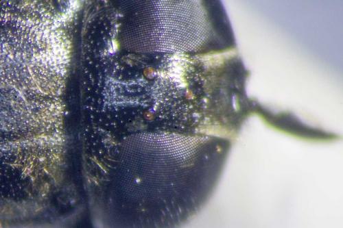 Eumerus strigatus