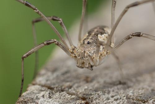 Réf. 254 888 : Phalangium opilio