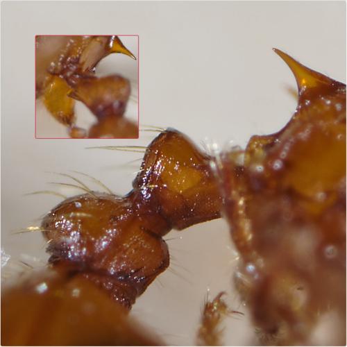 Réf. 254 391 : Myrmica rubra