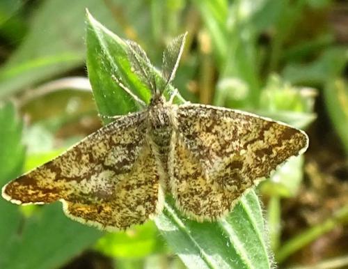 Réf. 254 051 : Ematurga atomaria