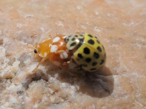 Vibidia duodecimguttata