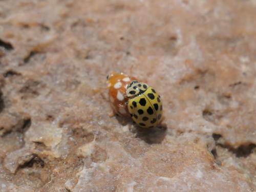 Psyllobora vigintiduopunctata