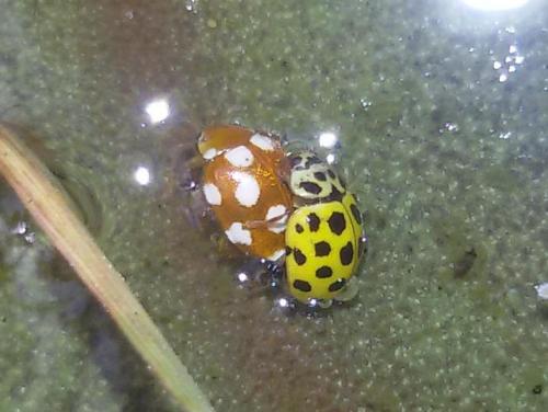 Vibidia duodecimguttata