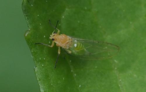 Trioza urticae