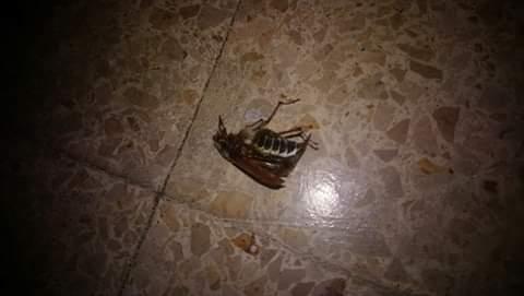 Melolontha sp.