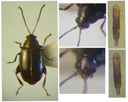 Phyllotreta punctulata