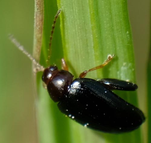 Réf. 254 175 : Psylliodes sp.
