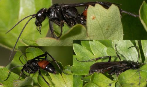 Priocnemis sp.