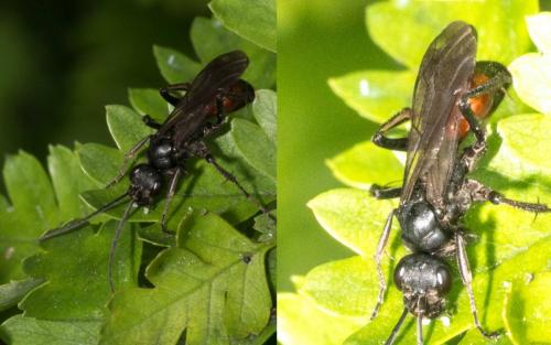 Priocnemis sp.
