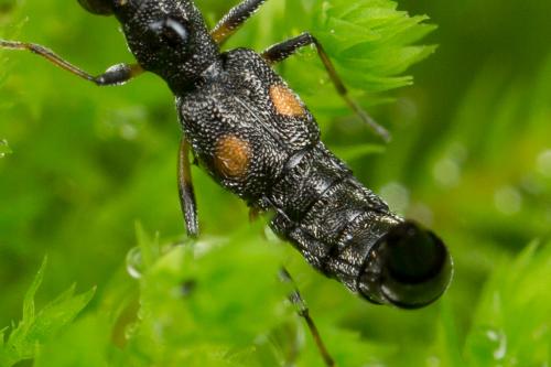 Stenus sp.