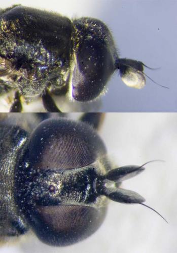 Eumerus strigatus
